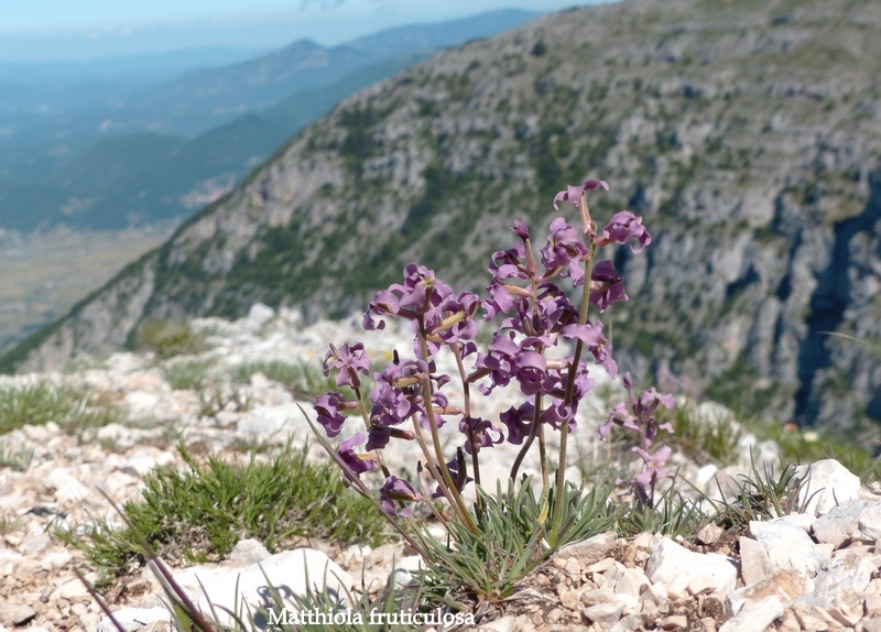 Monte Velino e Monti della Duchessa, le orchidee e la Natura  2024.